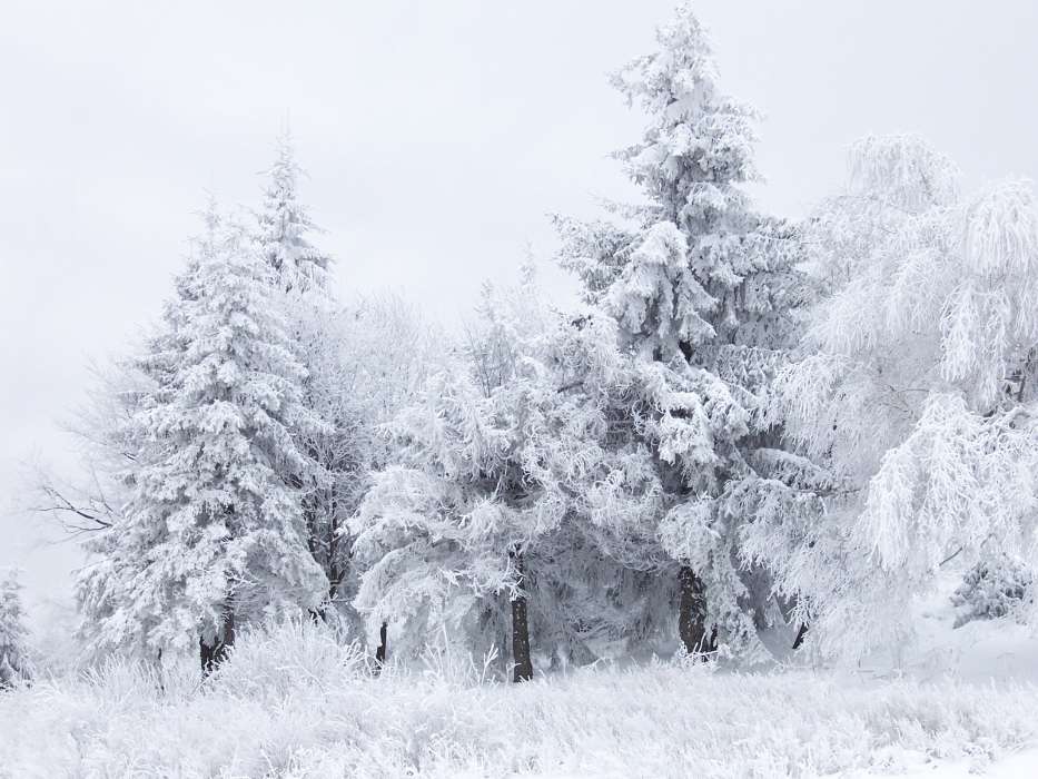 Landscape, Winter, Trees, Fir-trees