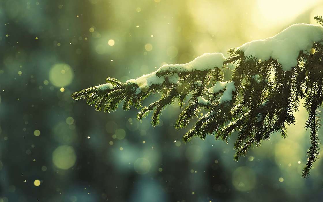 Trees,Fir-trees,Plants,Snow
