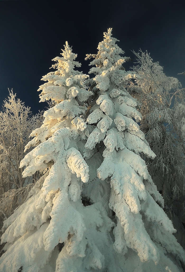 Trees, Fir-trees, Plants, Snow, Winter