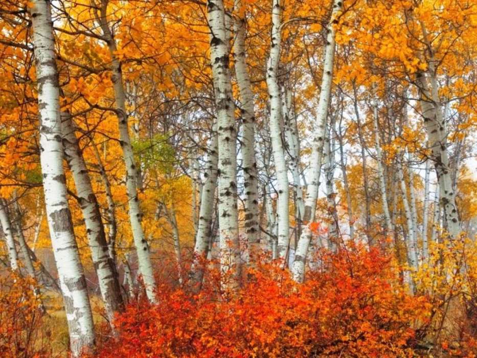 Trees, Birches, Autumn, Landscape