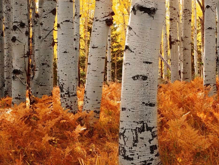 Landscape, Trees, Autumn, Birches