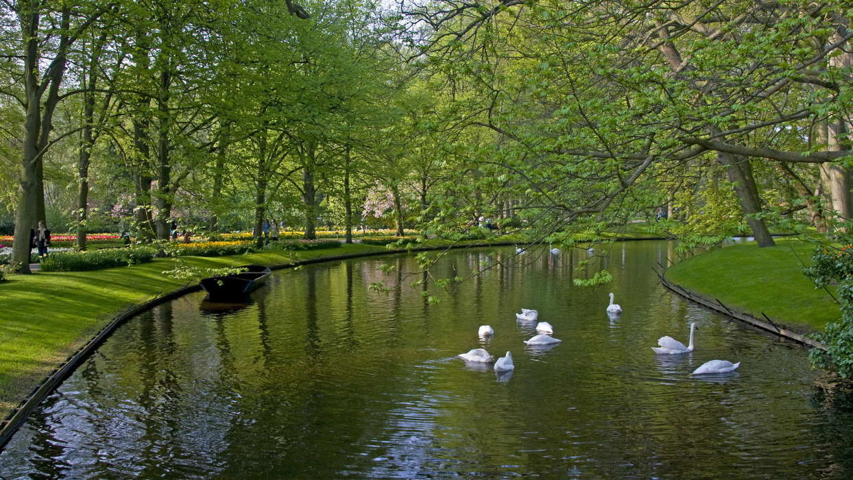 Trees, Swans, Boats, Landscape, Birds, Rivers, Animals