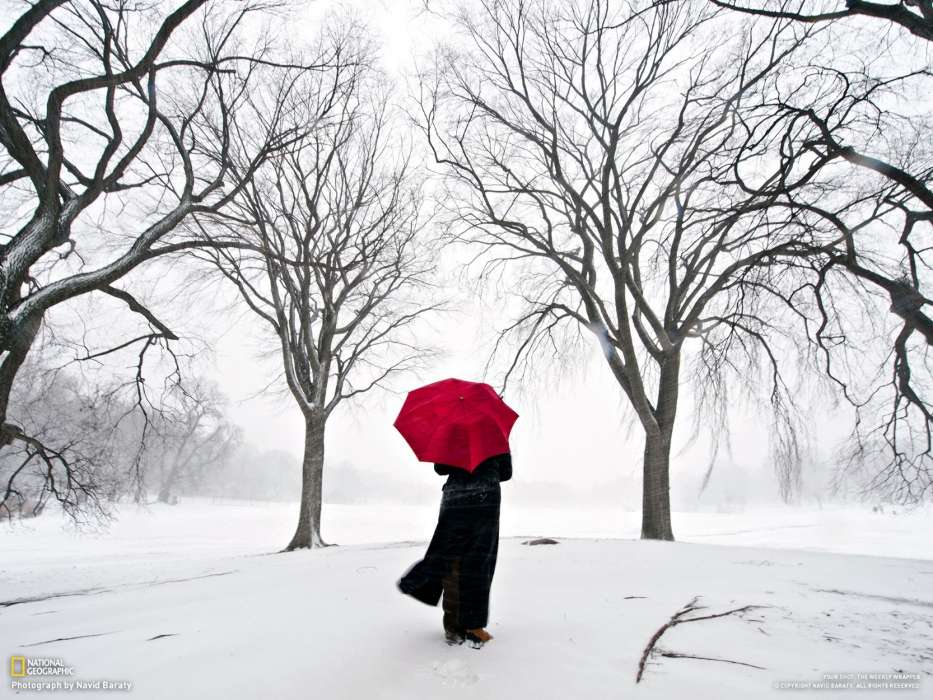 Trees, People, Landscape, Snow, Winter