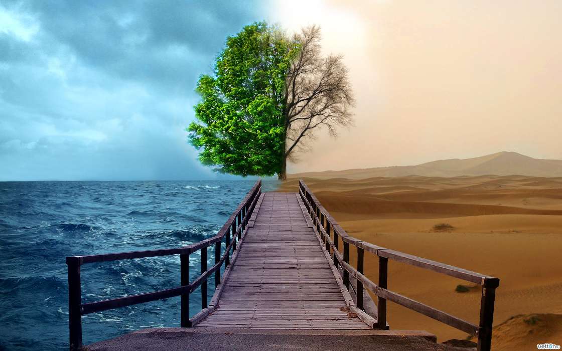 Trees, Sea, Landscape, Desert