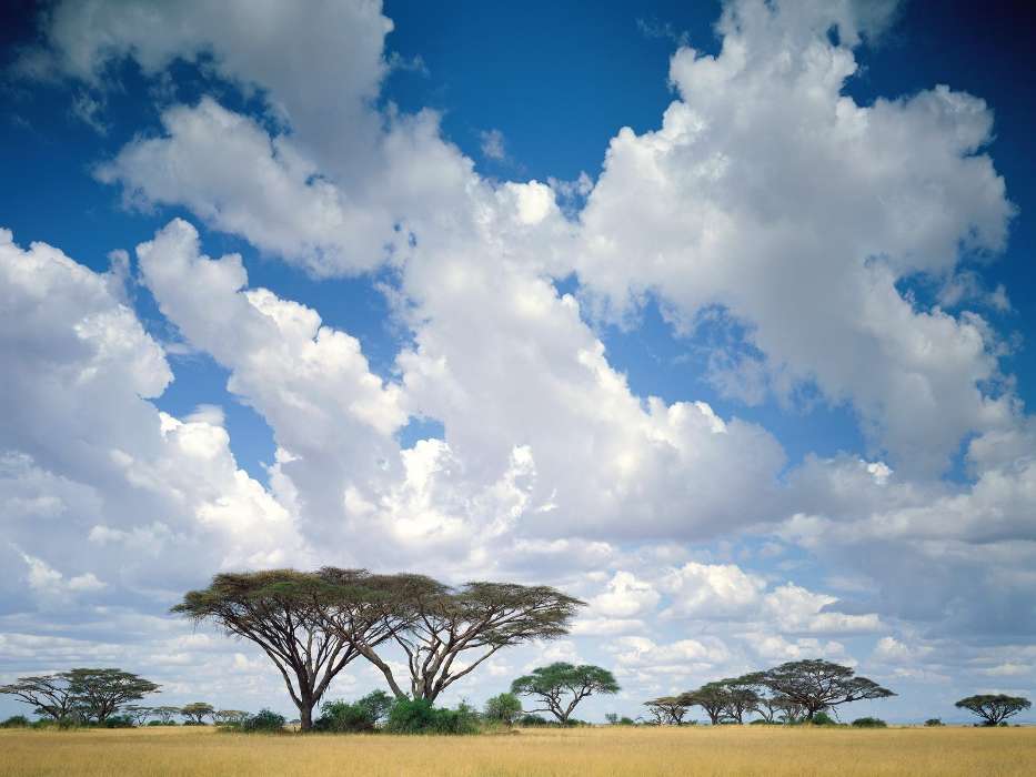 Landscape, Trees, Sky, Savanna
