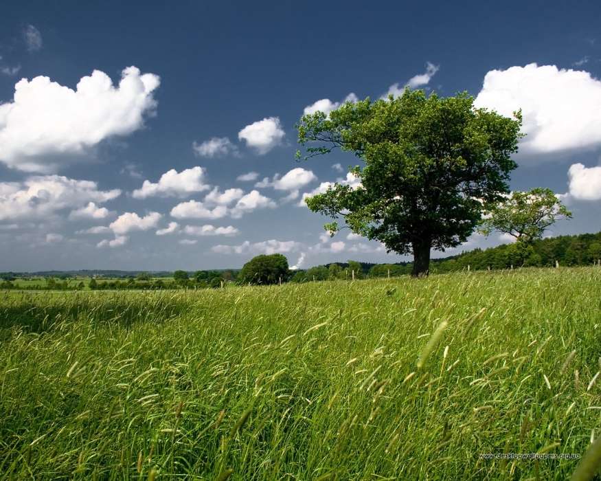 Landscape, Trees, Grass, Sky