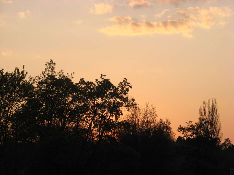 Landscape, Trees, Sunset, Sky