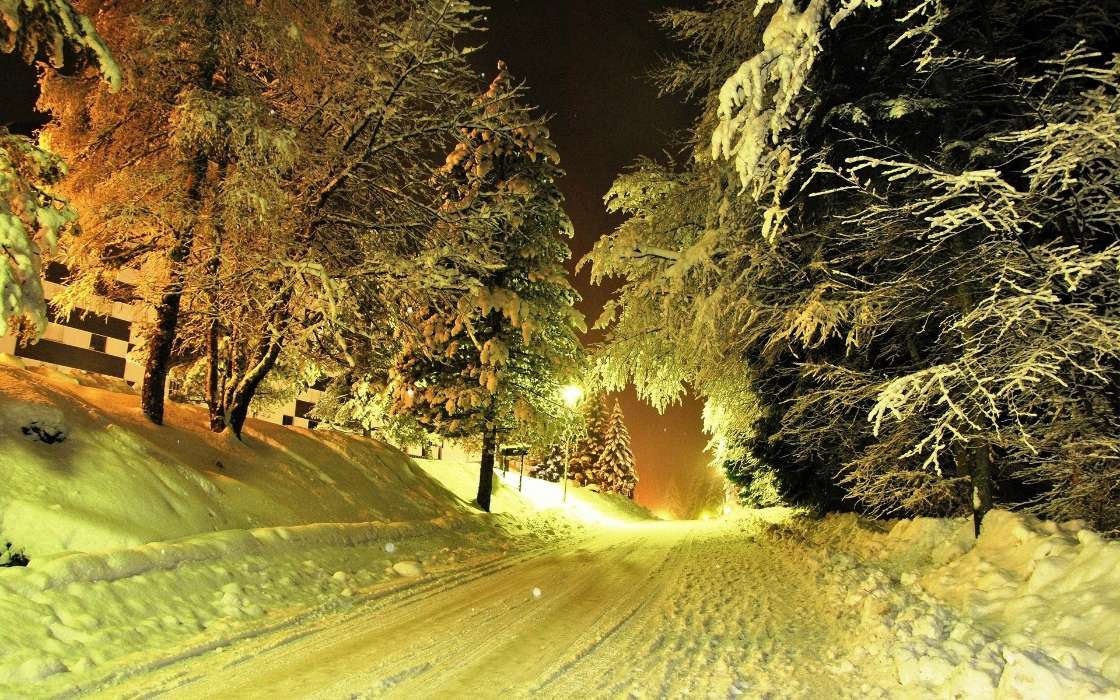 Trees, Night, Landscape, Snow, Winter