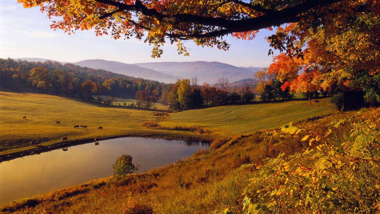 Trees, Autumn, Lakes, Landscape