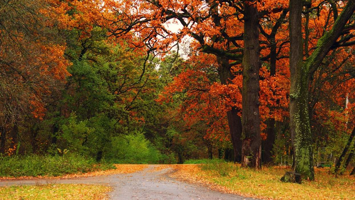 Trees,Autumn,Parks,Landscape,Nature
