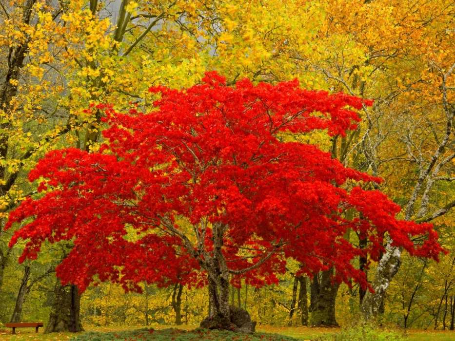 Trees, Autumn, Landscape