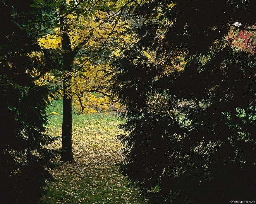 Landscape, Trees, Autumn