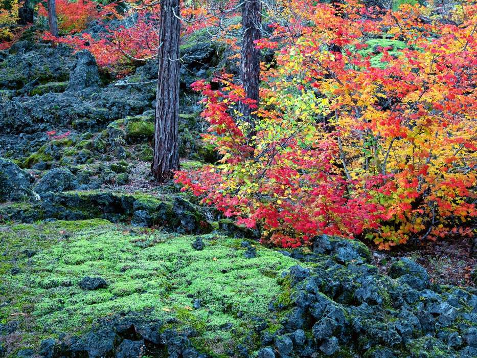 Landscape, Trees, Autumn