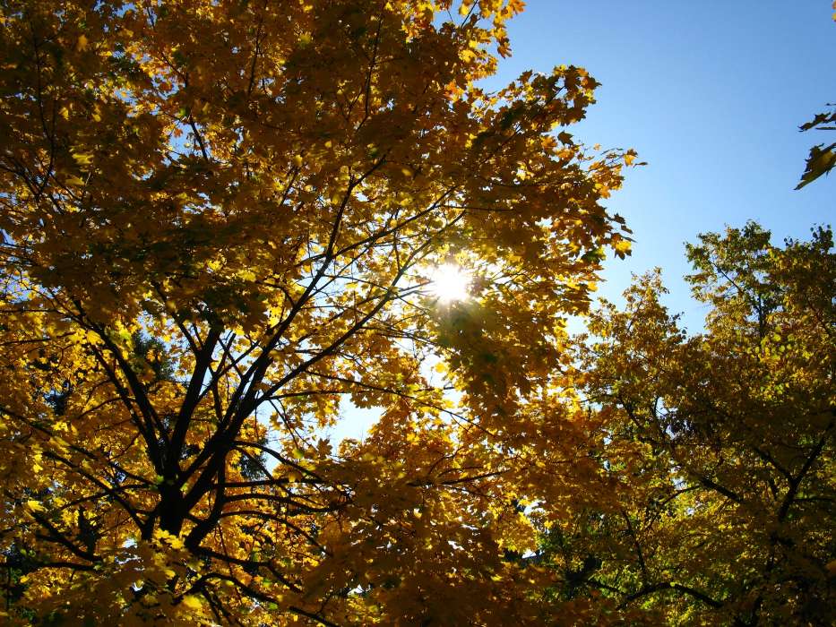 Landscape, Trees, Autumn, Sun