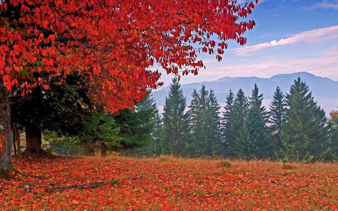 Trees,Autumn,Holidays