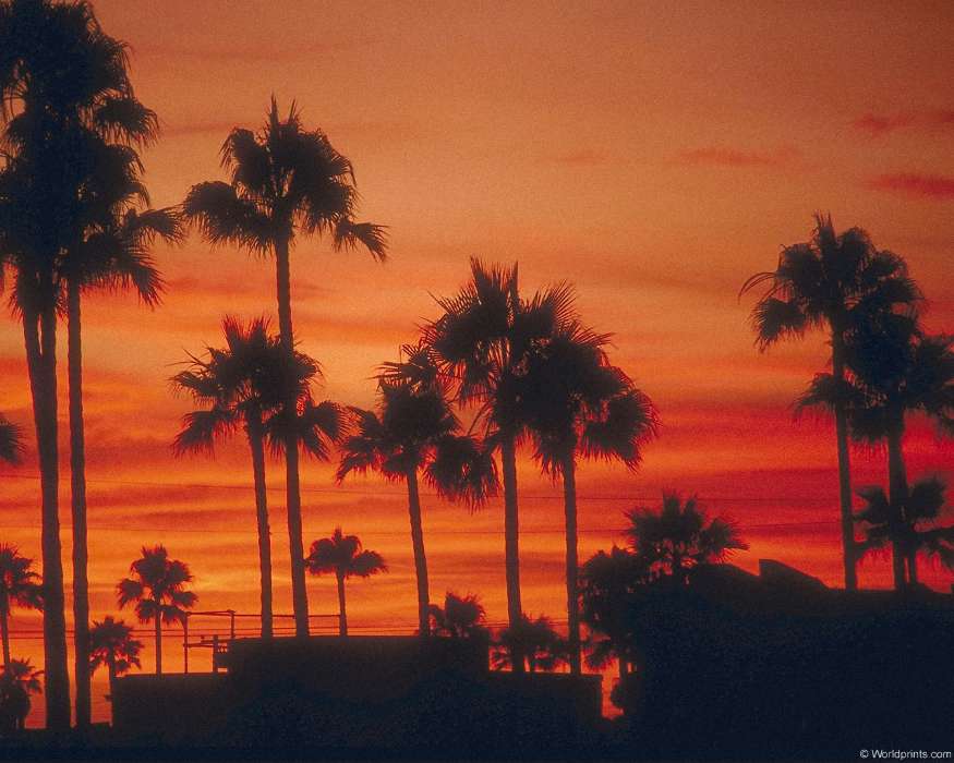 Trees, Palms, Landscape, Sunset