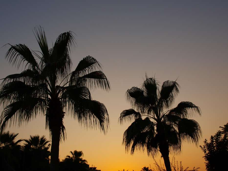 Landscape, Trees, Sunset, Palms