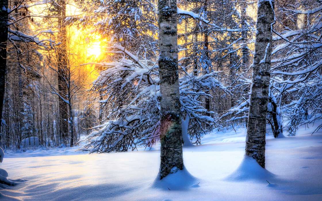 Trees,Landscape,Nature,Snow,Winter