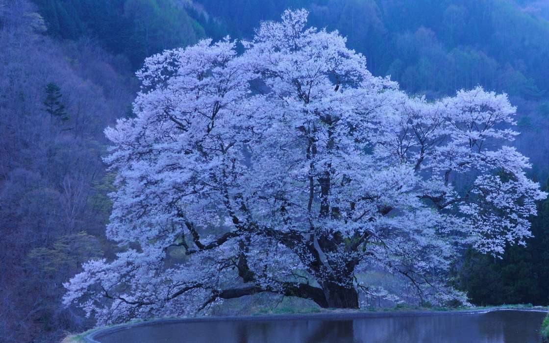 Trees,Landscape,Sakura