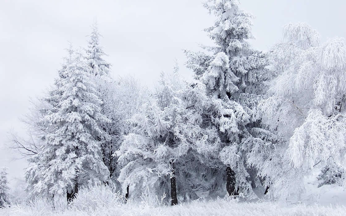 Trees,Landscape,Snow