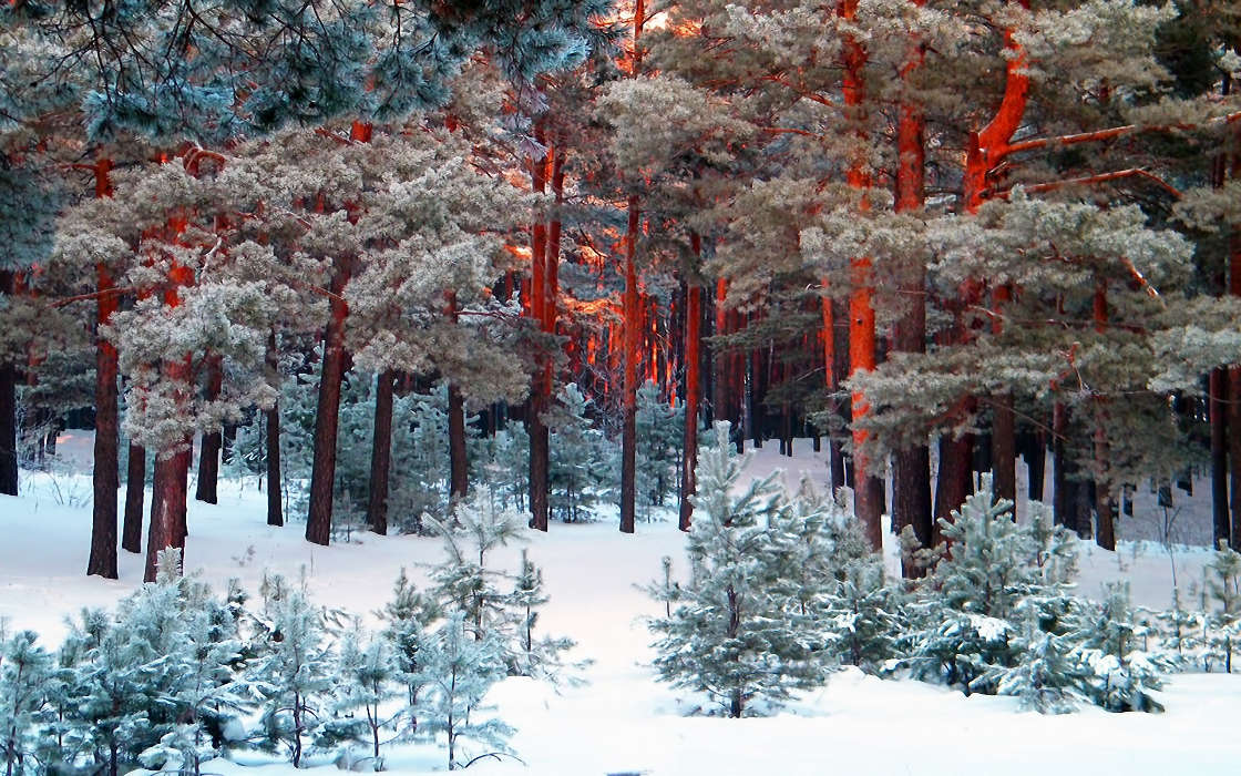 Trees, Landscape, Snow, Pine