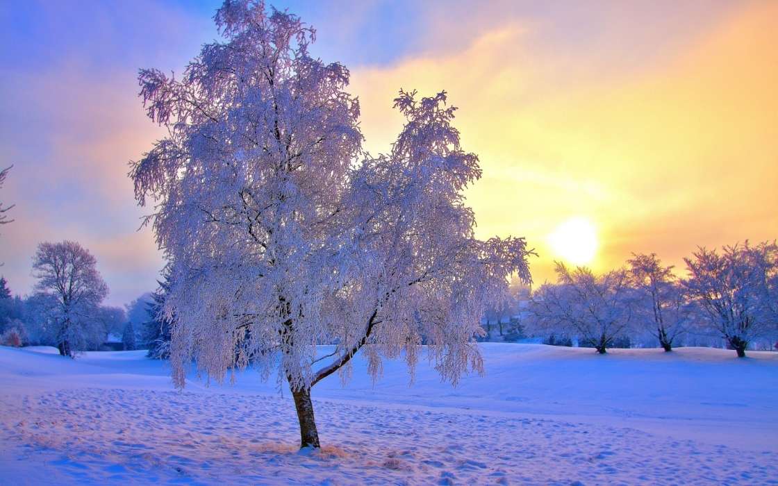 Trees, Landscape, Snow, Sunset, Winter