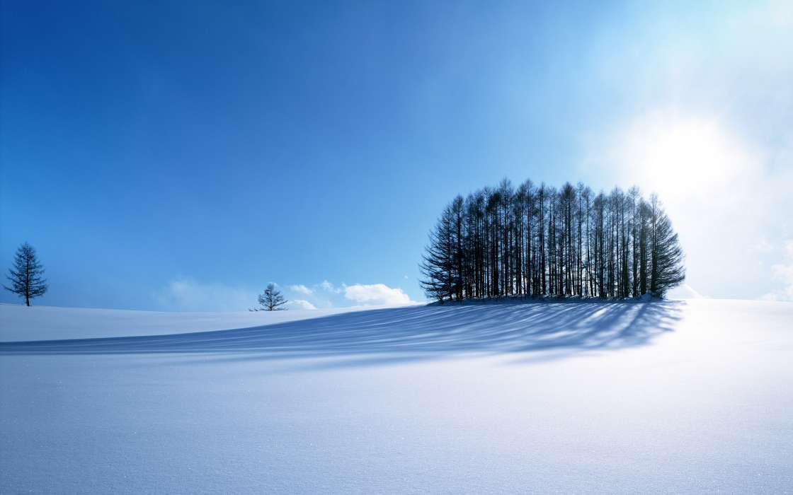 Trees,Landscape,Snow,Winter