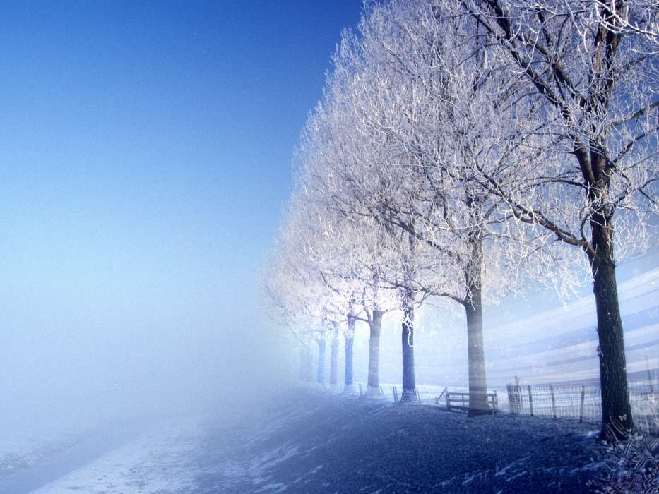 Landscape, Winter, Trees