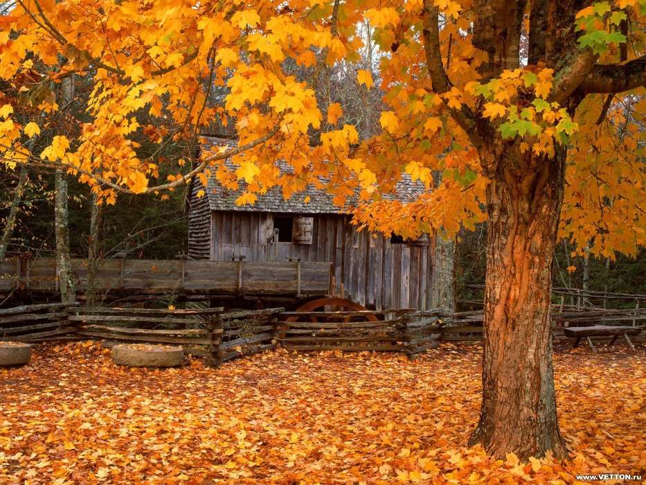Landscape, Houses, Autumn, Leaves