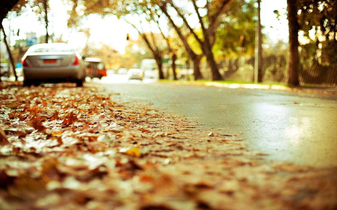 Roads, Leaves, Autumn, Landscape