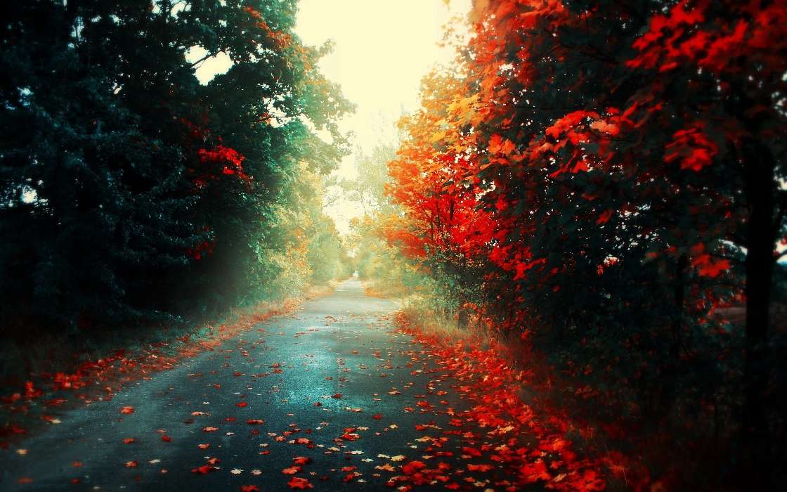 Roads, Autumn, Landscape