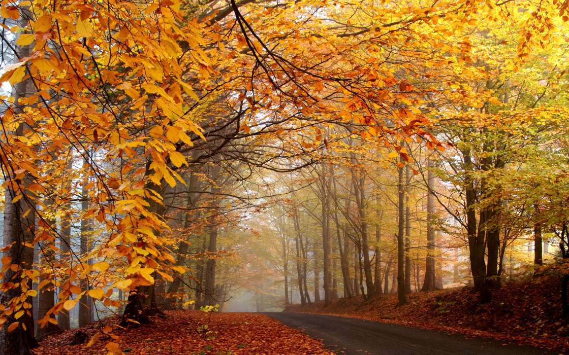 Roads,Autumn,Landscape