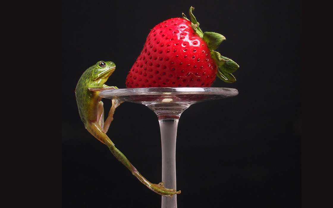 Animals, Fruits, Food, Strawberry, Frogs, Berries