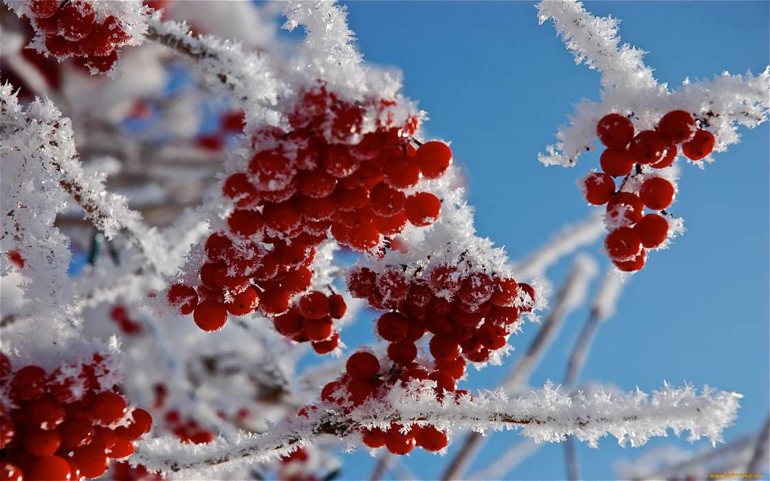 Food, Berries, Plants, Snow, Winter