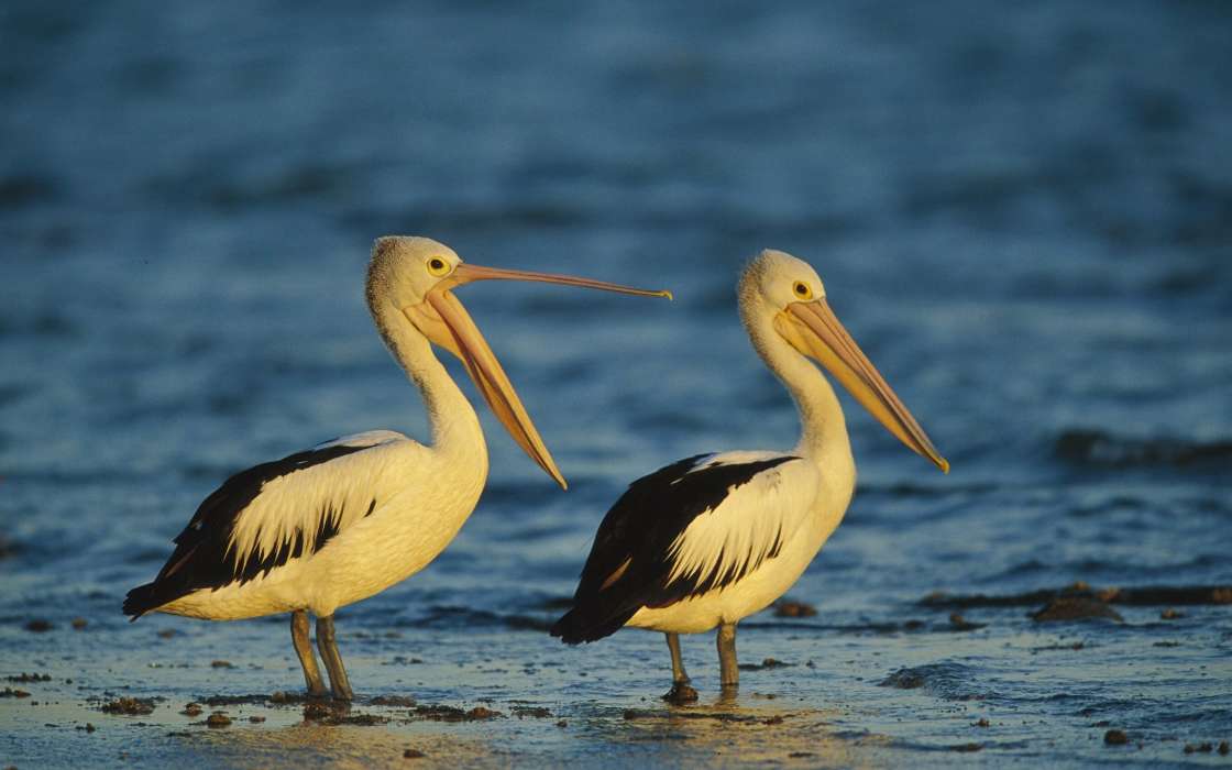 Pelicans,Birds,Animals