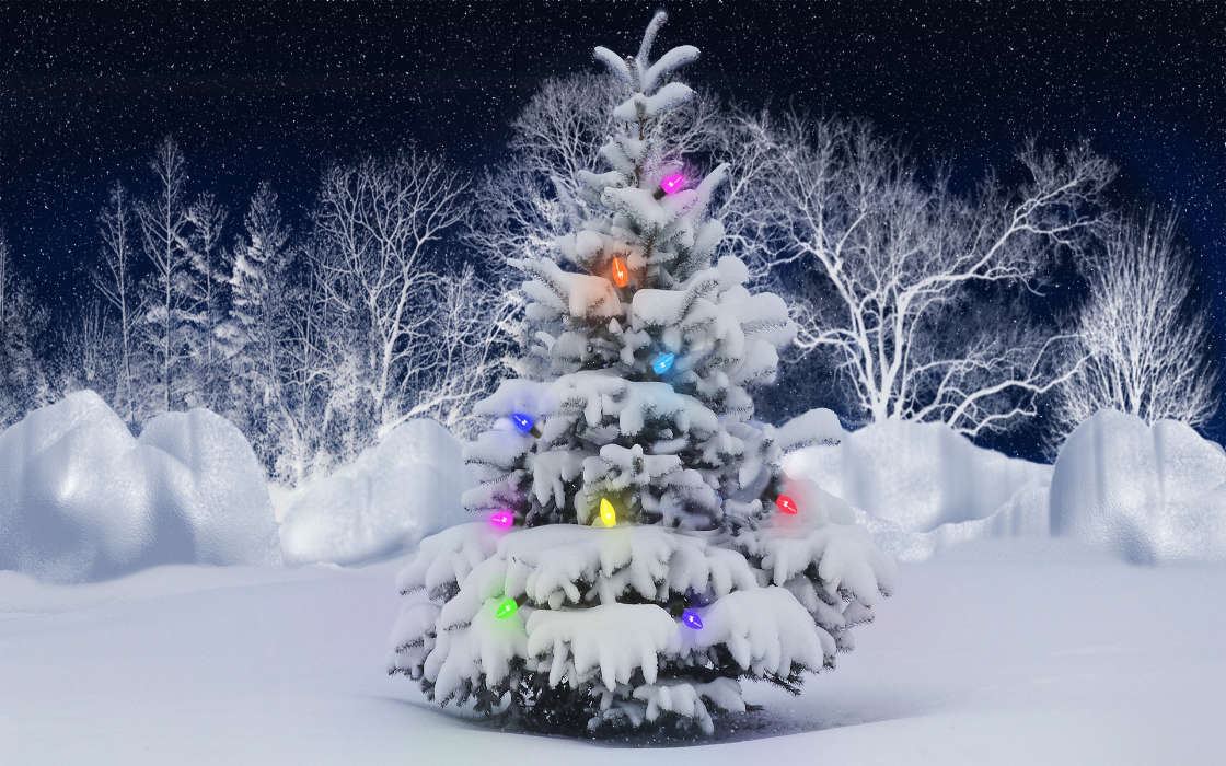 Fir-trees, New Year, Holidays, Christmas, Xmas, Snow