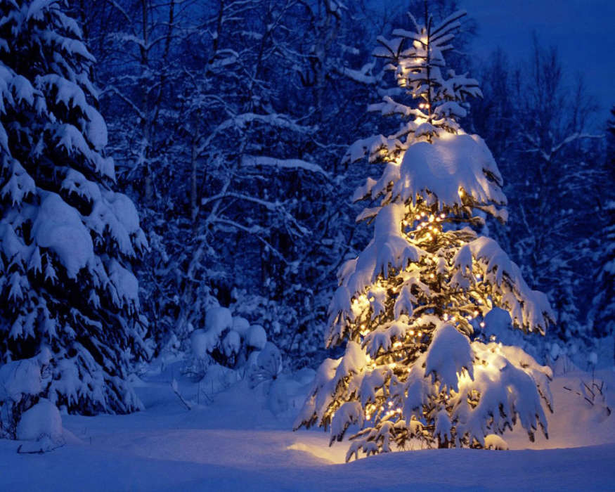 Fir-trees, New Year, Holidays, Christmas, Xmas, Snow, Winter