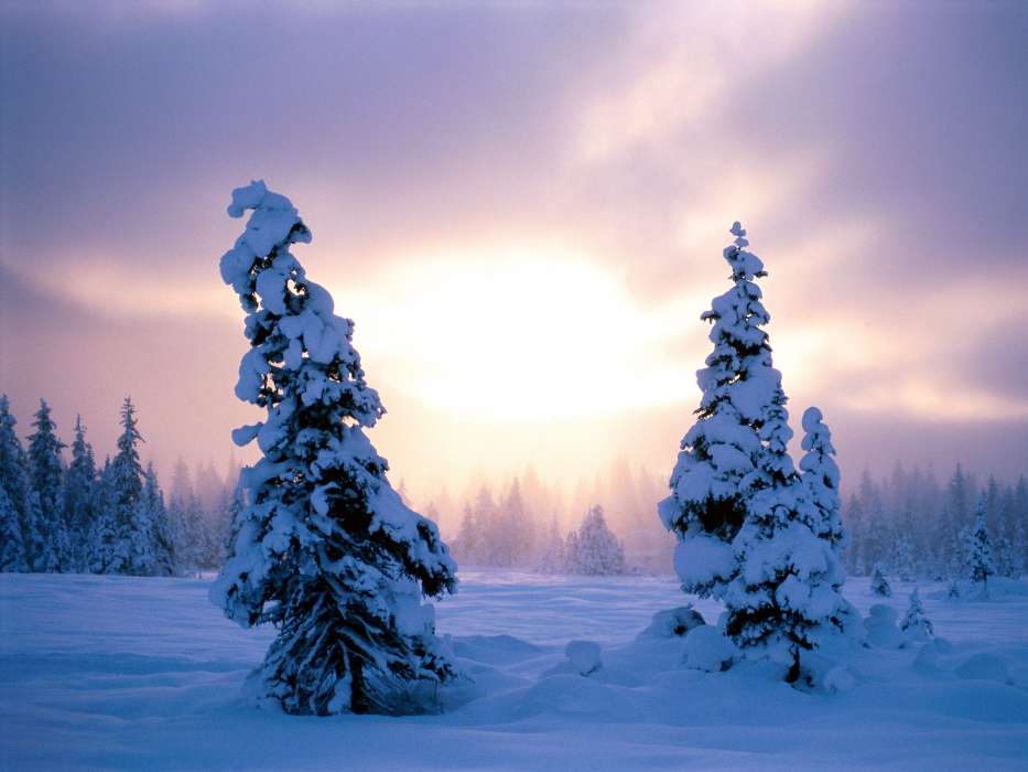 Fir-trees, Landscape, Snow, Sunset, Winter