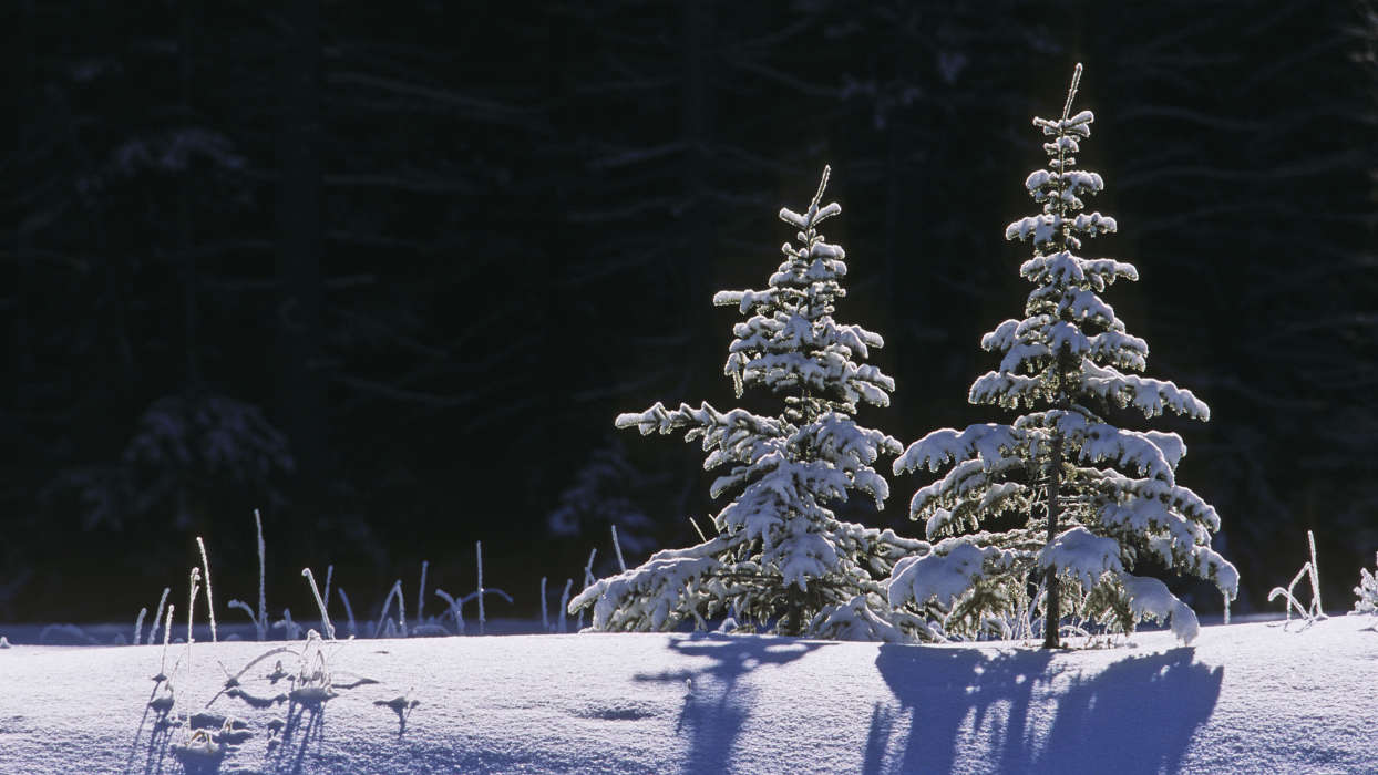 Fir-trees, Landscape, Snow, Winter
