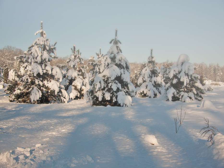 Fir-trees,Landscape,Snow,Winter