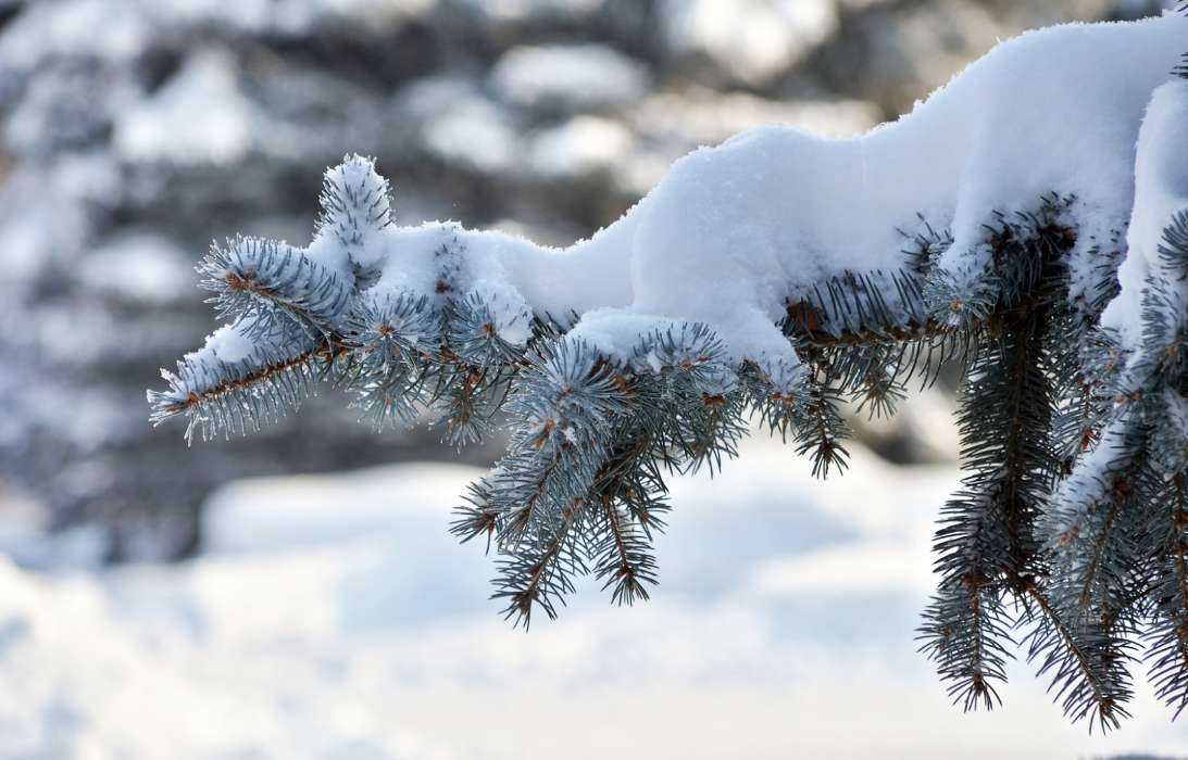 Fir-trees,Plants,Snow
