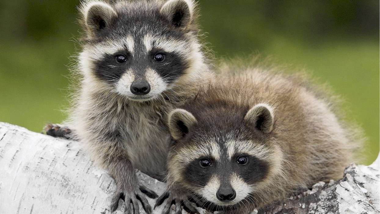Raccoons,Animals