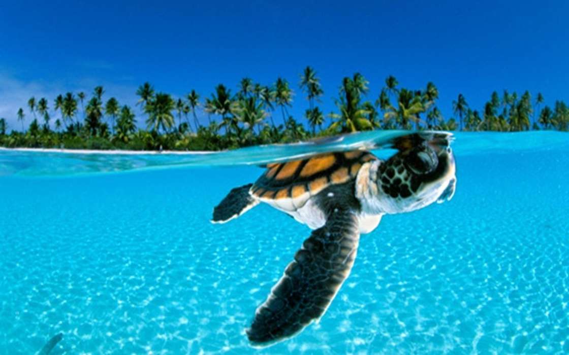 Turtles, Sea, Palms, Beach, Animals