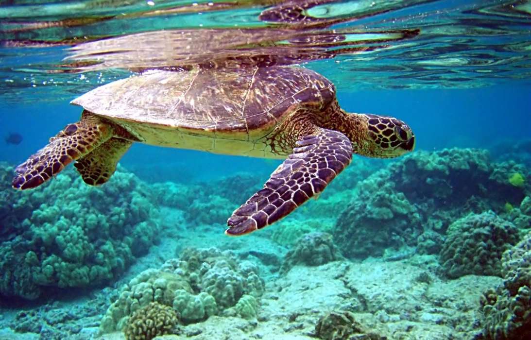 Turtles, Sea, Animals