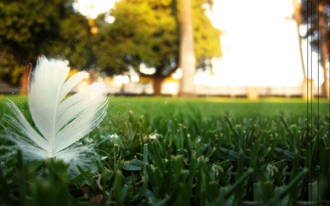 Feather, Background, Grass