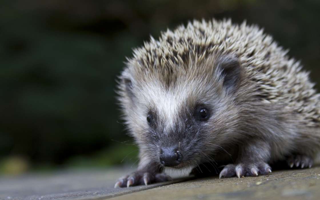 Hedgehogs, Animals