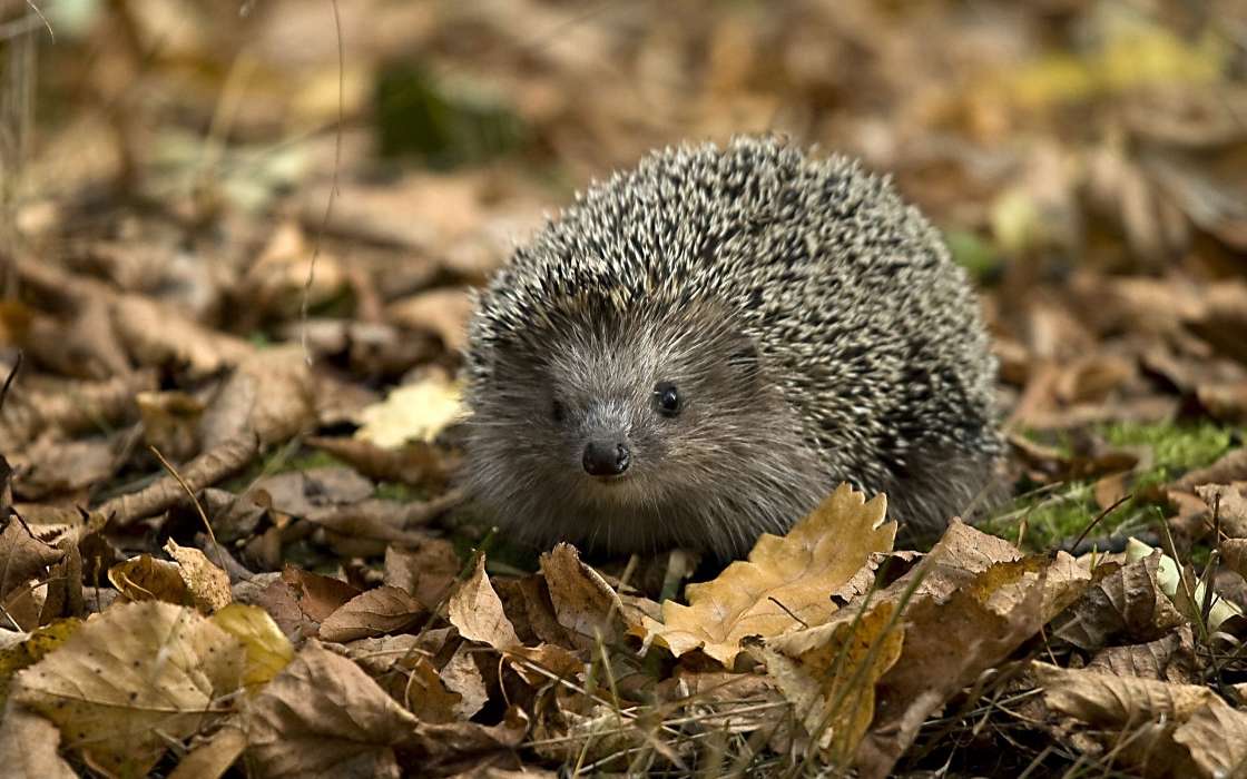 Hedgehogs,Animals