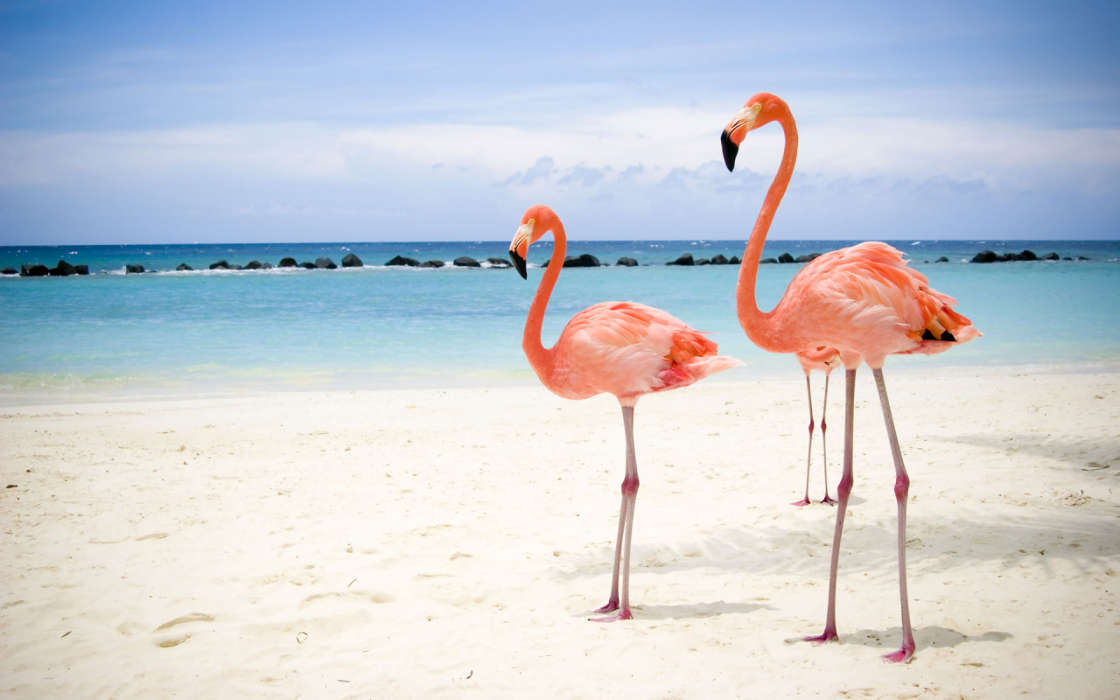 Animals, Birds, Beach, Flamingo