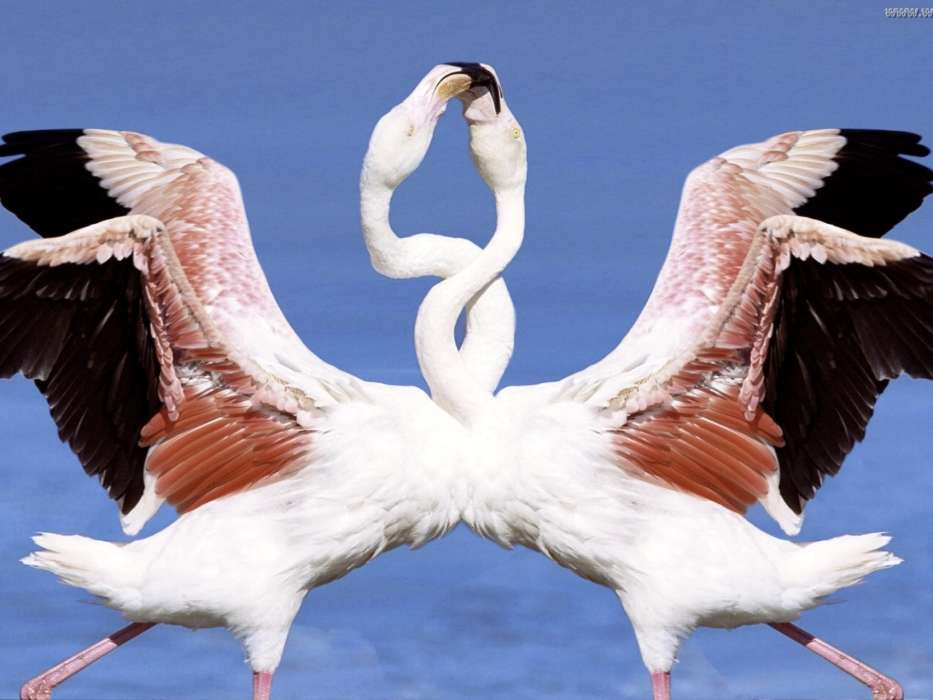 Flamingo, Birds, Animals