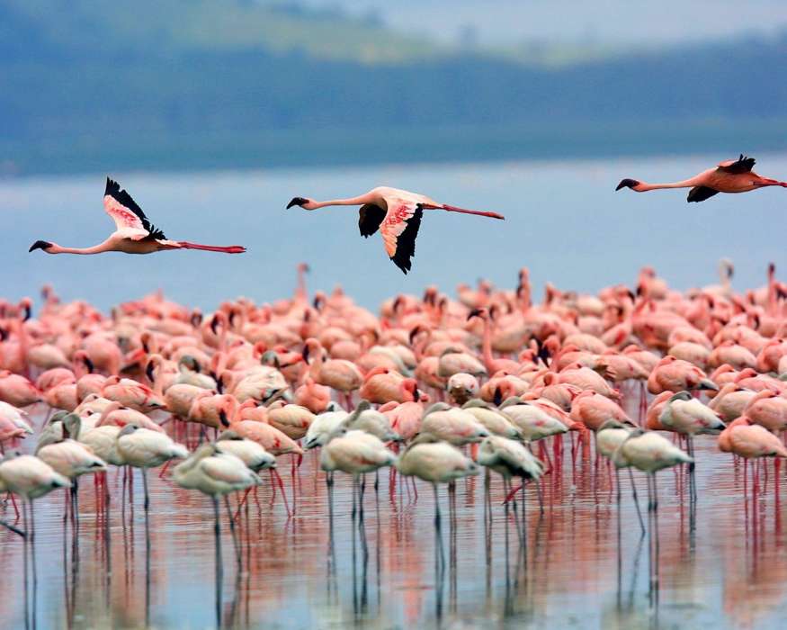 Animals, Birds, Flamingo